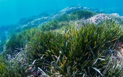 La importancia de la posidonia marina: el tesoro natural de nuestras playas