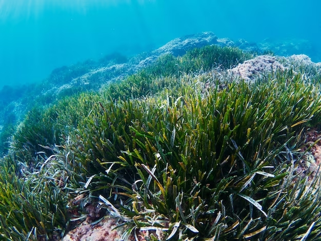 The importance of marine posidonia: the natural treasure of our beaches